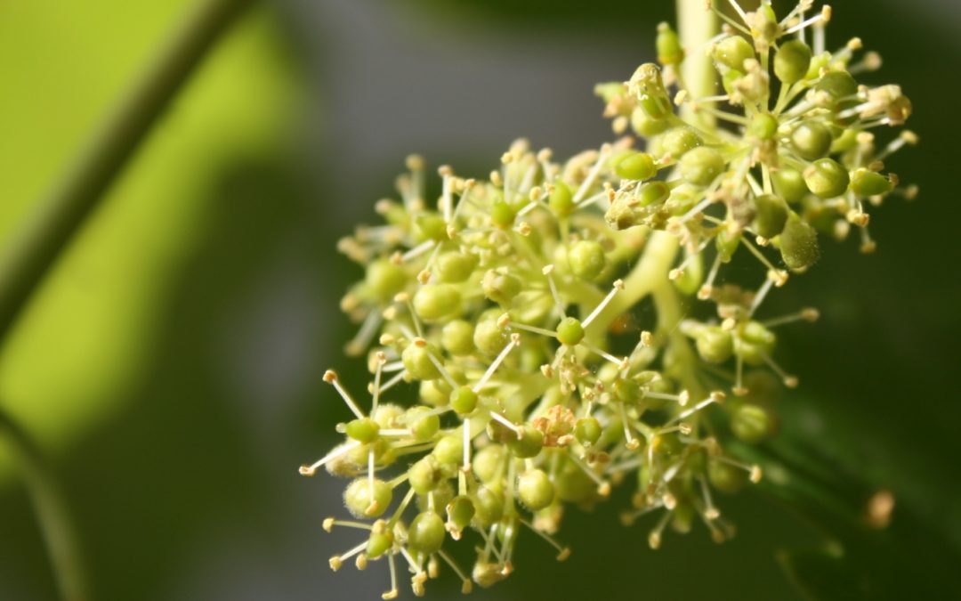 Fiori di Bach e massaggio